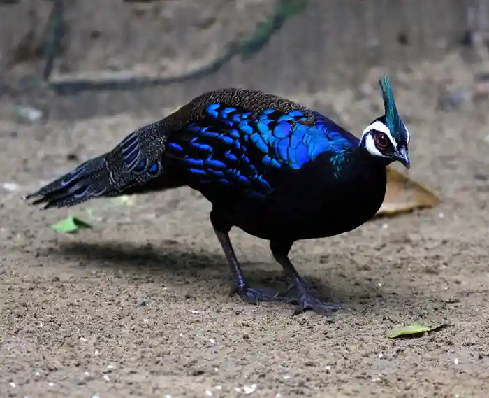 Palawan Peacock Pheasant