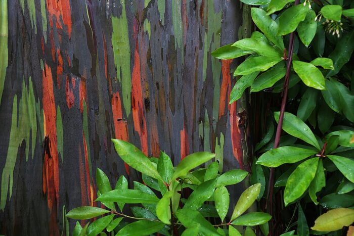 Rainbow Eucalyptus Maui