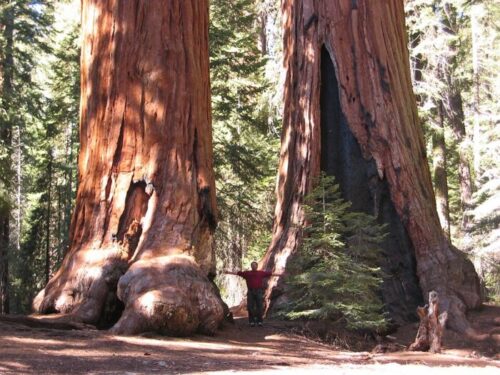 Redwood Tree