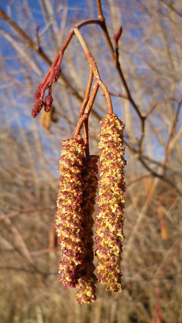 Speckled Alder Tree