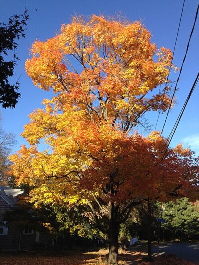 Sugar Maple Tree
