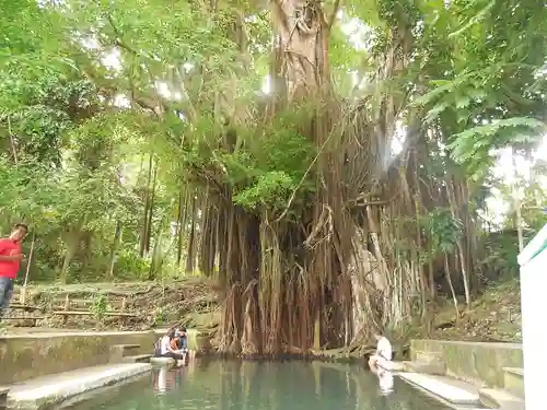 Balete Tree Siquijor