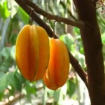 Balimbing Fruit
