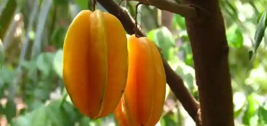 Balimbing Fruit