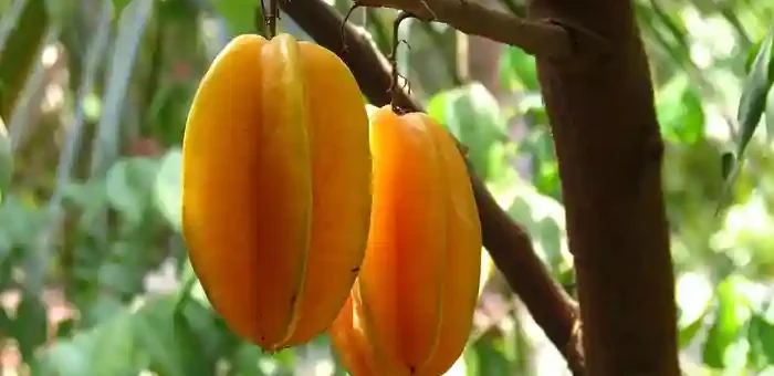 Balimbing Fruit