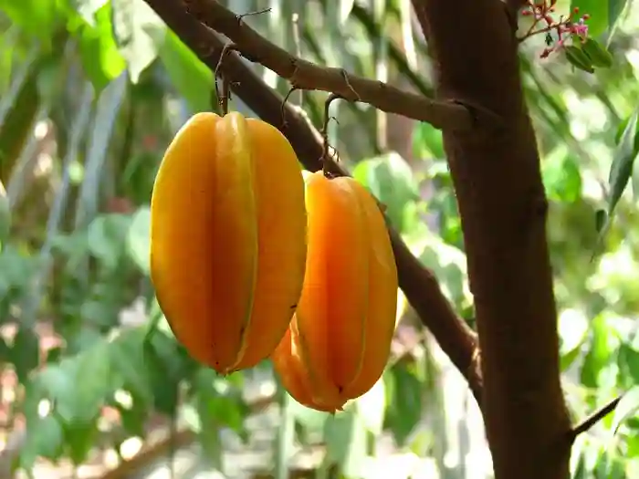 Balimbing Fruit