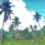 Coconut Tree