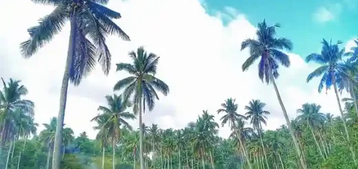 Coconut Tree
