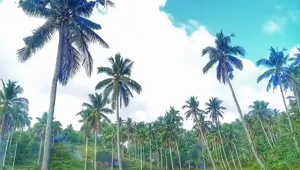 Coconut Tree