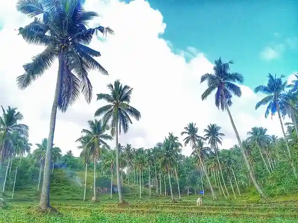 Coconut Tree