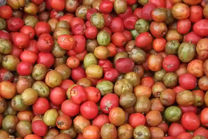 Jocote fruit