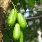 Kamias