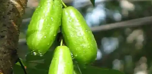 Kamias