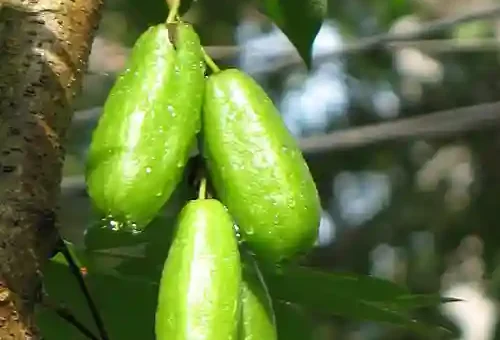 Kamias