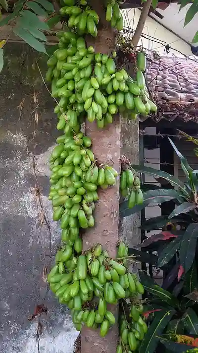Kamias-Fruit
