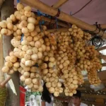Lanzones