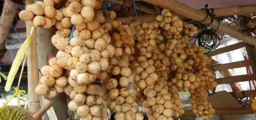 Lanzones