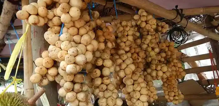 Lanzones