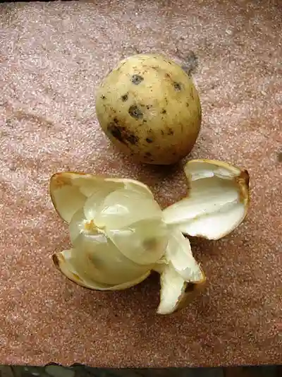 Lanzones Fruit