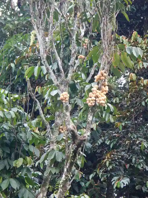 Lanzones Tree