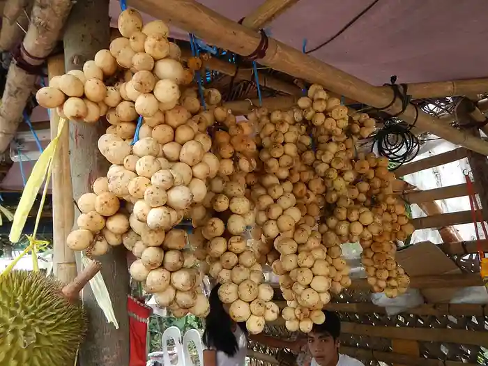 Lanzones