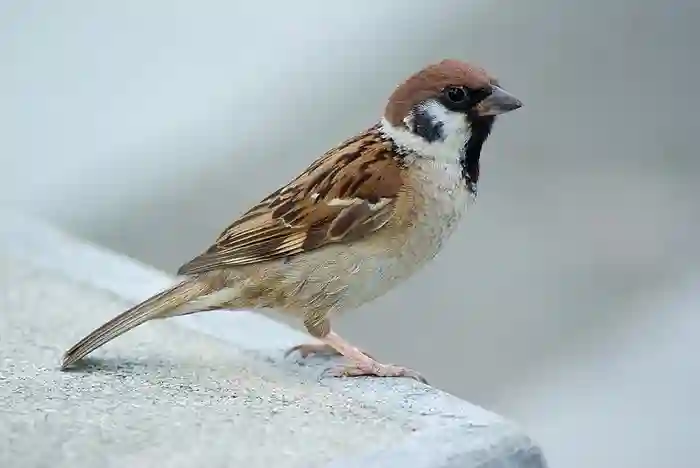 Maya Bird Philippines