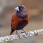 Maya Bird of the Philippines