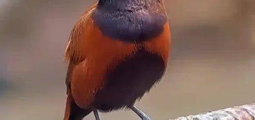 Maya Bird of the Philippines