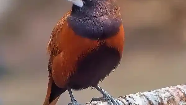 Maya Bird of the Philippines