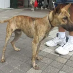 Philippine Forest Dog