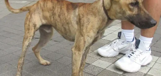 Philippine Forest Dog