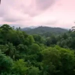 Philippine Trees