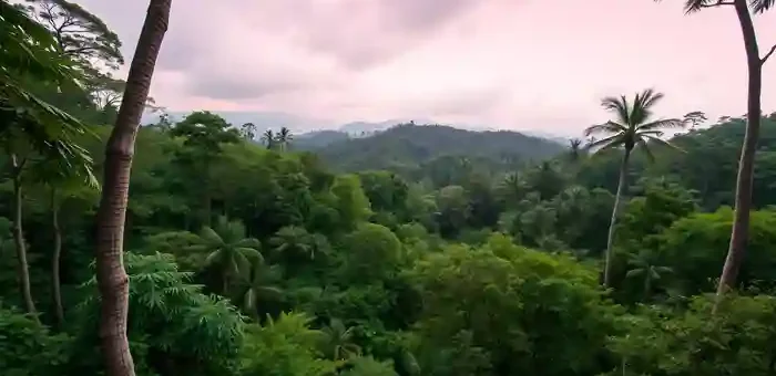 Philippine Trees