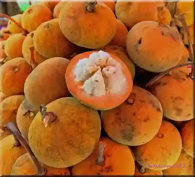 Santol