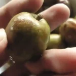 Siniguelas
