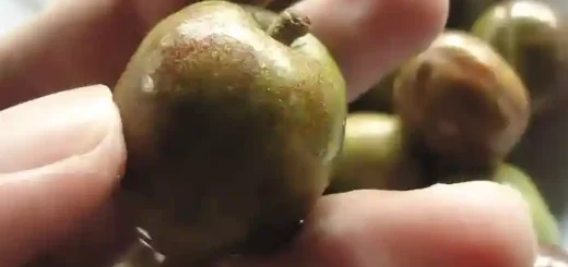 Siniguelas