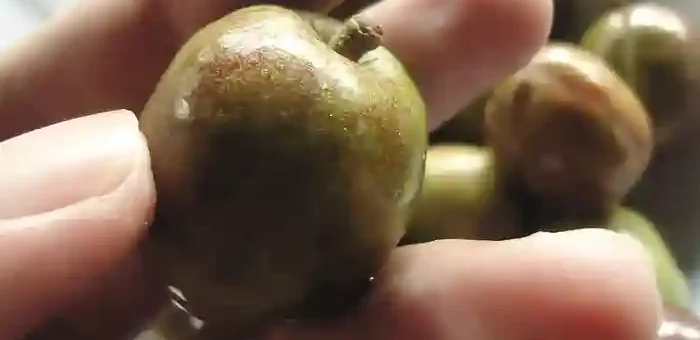 Siniguelas