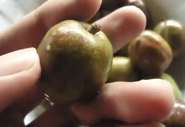Siniguelas
