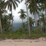 The Legend of the Coconut Tree