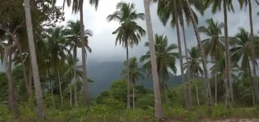 The Legend of the Coconut Tree