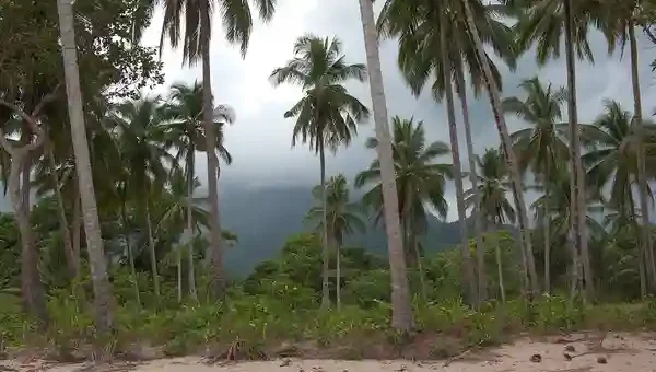 The Legend of the Coconut Tree