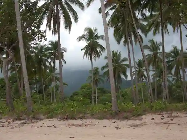 The Legend of the Coconut Tree